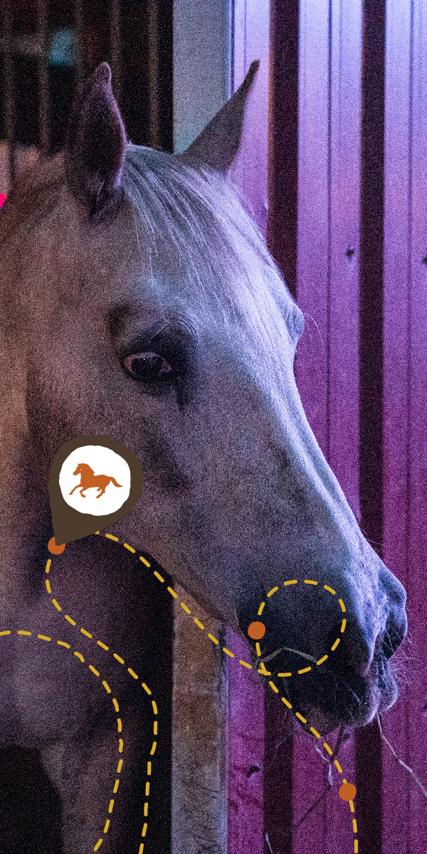 #pickyourpath: (Sandy) Alex G, Joan Shelley, Paddock Stage, Car Camping ...